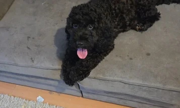 Cockapoo