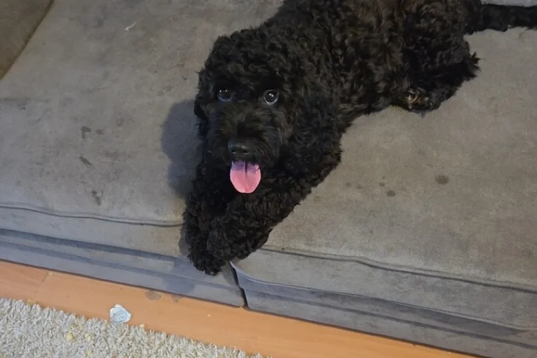 Cockapoo
