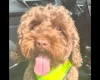 Cockapoo