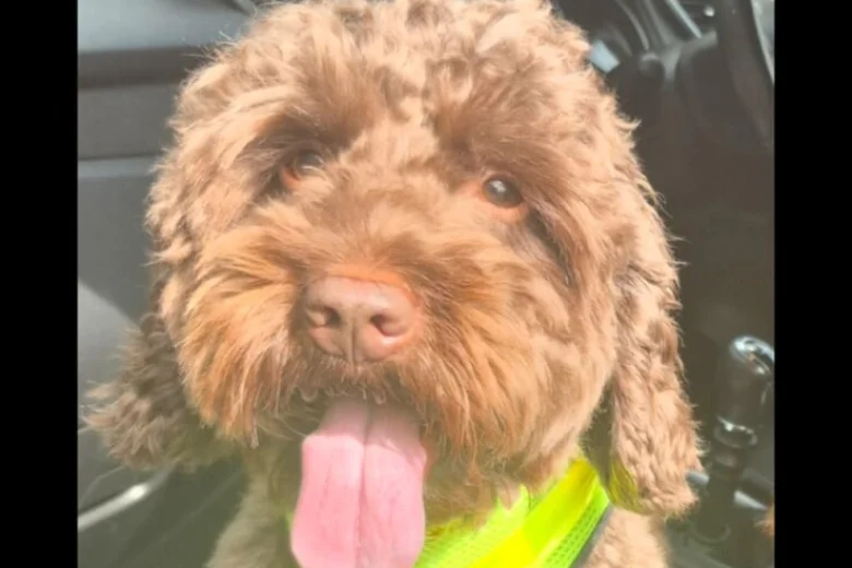 Cockapoo