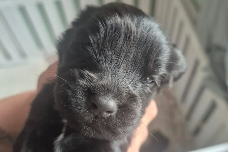 Cockapoo
