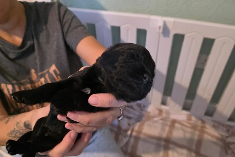 Cockapoo