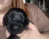 Cockapoo