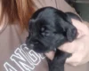 Cockapoo