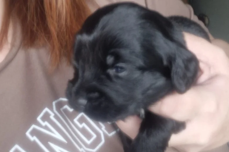 Cockapoo