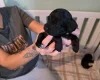 Cockapoo