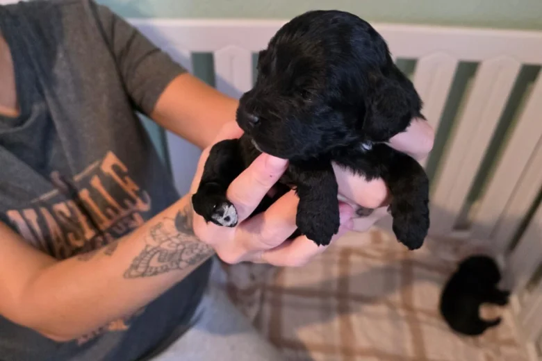 Cockapoo