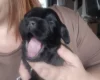 Cockapoo