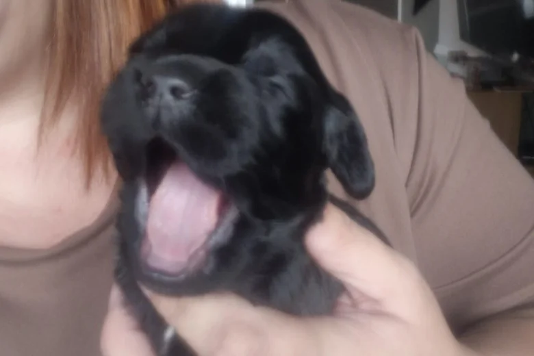 Cockapoo