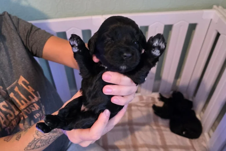 Cockapoo