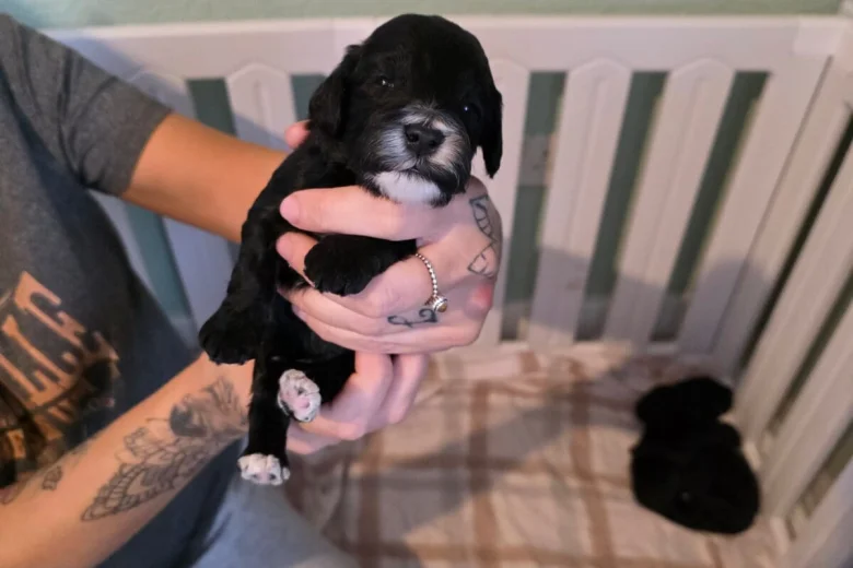 Cockapoo