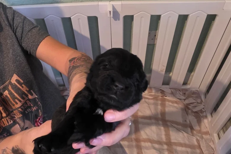 Cockapoo