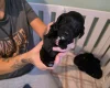 Cockapoo
