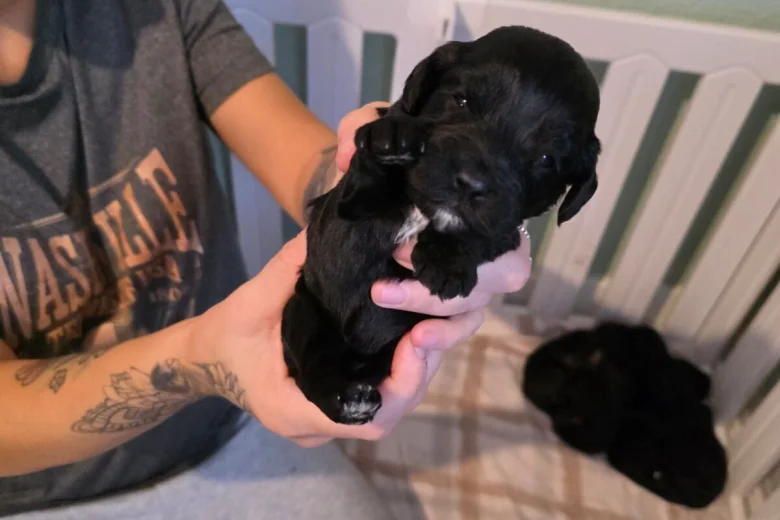 Cockapoo