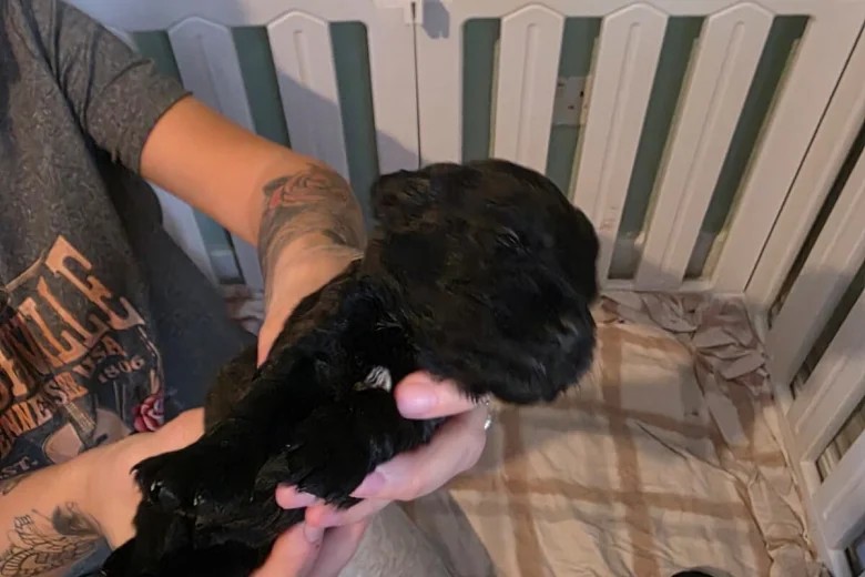 Cockapoo