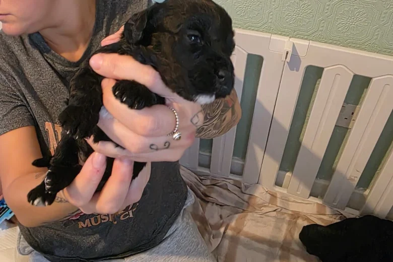 Cockapoo