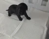 Cockapoo