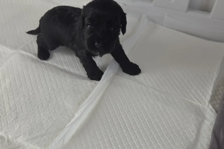 Cockapoo