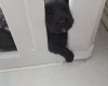 Cockapoo