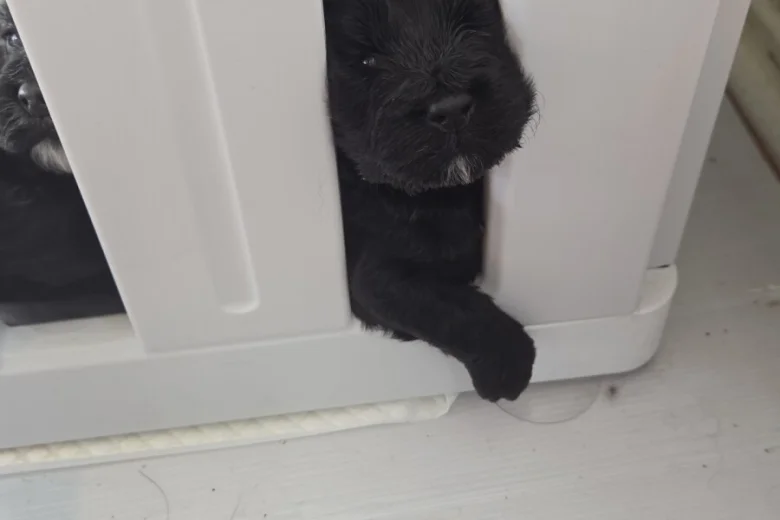 Cockapoo