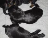 Cockapoo