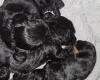 Cockapoo