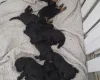 Cockapoo