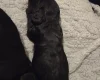 Cockapoo