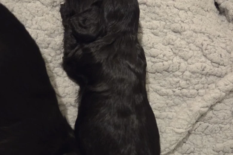 Cockapoo