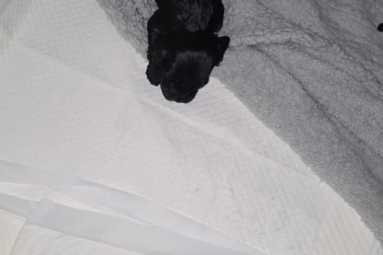 Cockapoo