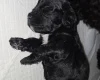 Cockapoo
