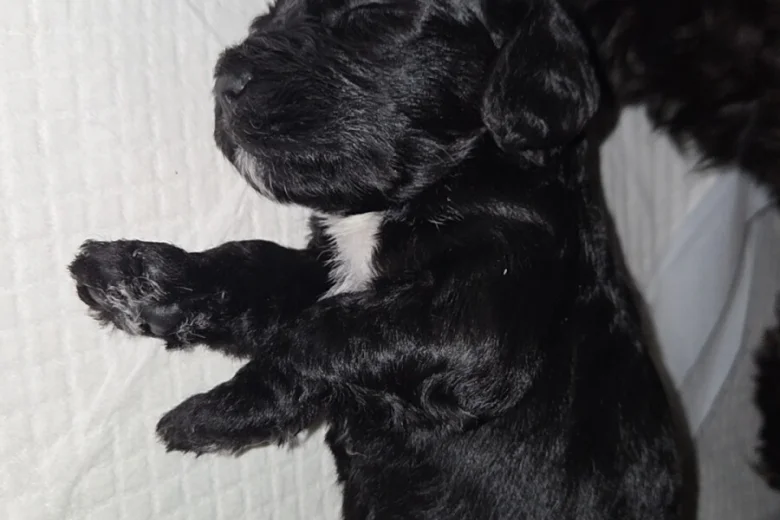 Cockapoo