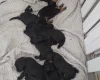 Cockapoo