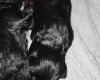 Cockapoo