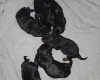 Cockapoo