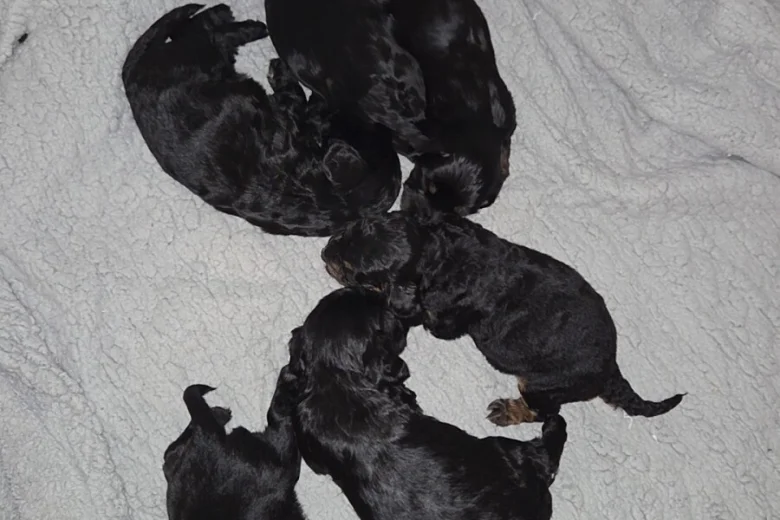 Cockapoo