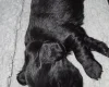 Cockapoo