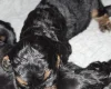 Cockapoo