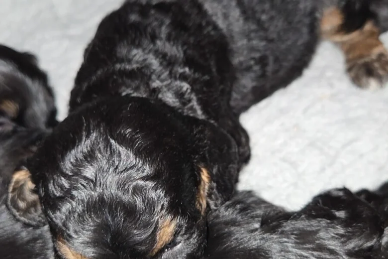 Cockapoo