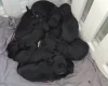 Cockapoo