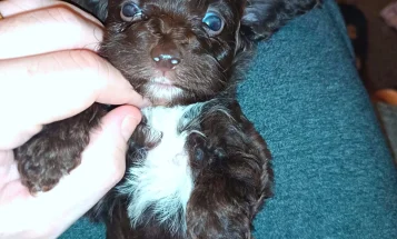 Cockapoo