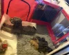 Cockapoo