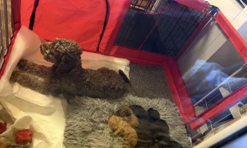 Cockapoo