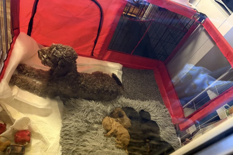 Cockapoo