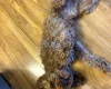 Cockapoo