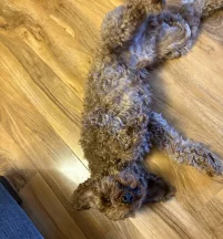 Cooper