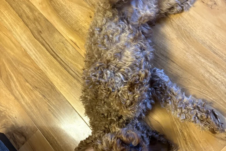 Cockapoo