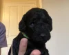 Cockapoo
