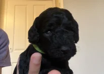 Puppy 4