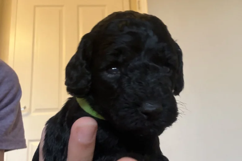 Cockapoo
